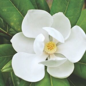 Meet your Posher, Magnolia